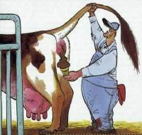 cow1_1~1.jpg